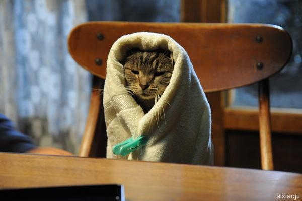 点击查看原图 假如猫从世界上消失了